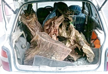 警方深夜埋伏 逮獲盜木者(圖)