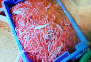 東港近岸違規拖網 海巡查獲送裁處(圖)