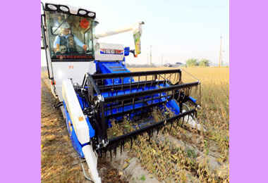 中市非基因改造大豆採收(圖)