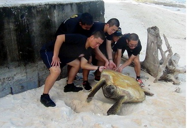 南沙太平島海龜繁殖樂土海巡署救援268隻(圖)