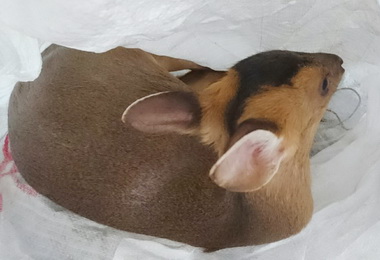 遇機警民眾壽山山羌獲救(圖)