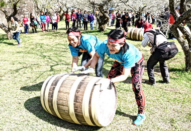 信義鄉梅花大開 踏雪尋梅登場(圖)