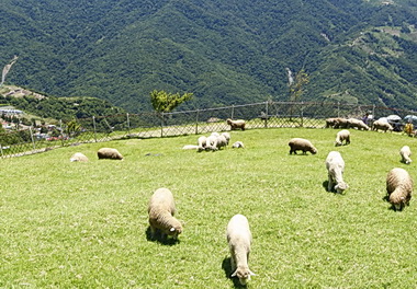 新年至仁愛 賞櫻逛草原泡溫泉(圖)