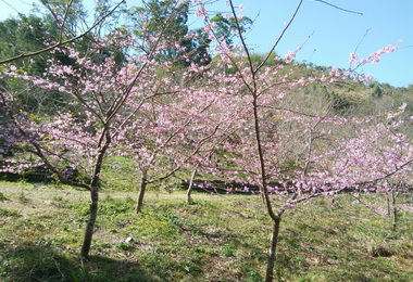 高雄原鄉花盛開 賞花好時機(圖)