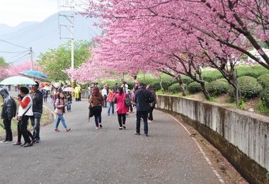 草坪頭春節櫻花季 正式登場(圖)