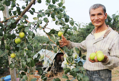 大里竹仔坑蜜棗   鮮甜上市(圖)