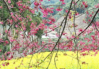 草坪頭百花盛開 宛若仙境(圖)