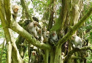 臺灣獼猴生態秘密8日台鋁影城發表(圖)