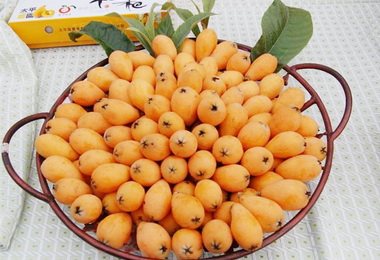 太平枇杷節25日新光國小登場(圖)