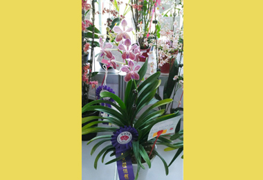 農試所育種蘭花實力榮獲2017TIOS新品種(圖)