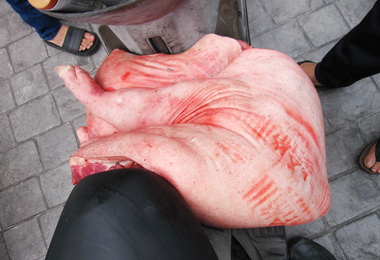 路中拾獲半隻豬民眾送警局找失主(圖)