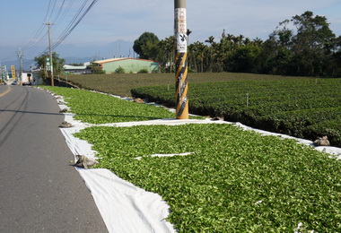 春茶採收 監理站取締超載採茶車(圖)