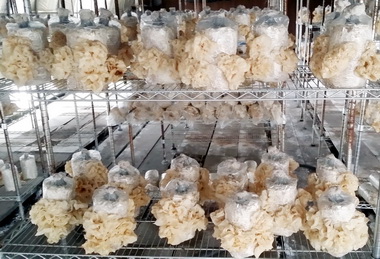 農試所研發水簾溫室栽培菇類技術成功(圖)