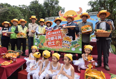 太平枇杷節枇杷寶寶首度曝光(圖)