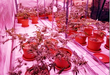 清水警破獲大麻裁植秘密基地(圖)