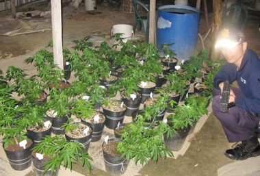 清水警二度破獲大麻園(圖)