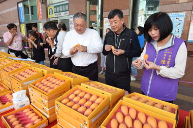 太平枇杷評鑑出爐 周大霖勇奪第一(圖)