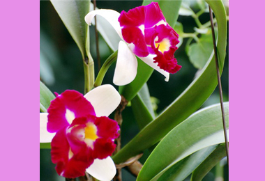 全國蘭花展國光花市登場(圖)