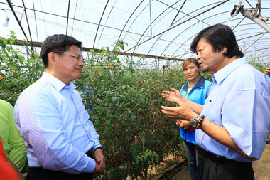 林佳龍關心外埔陸配果園(圖)