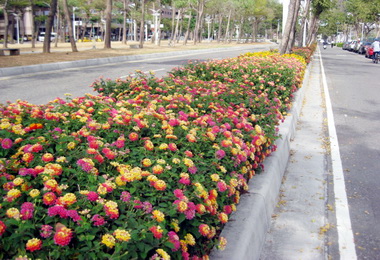 九重葛‧馬纓丹爭妍港都美不勝收(圖)