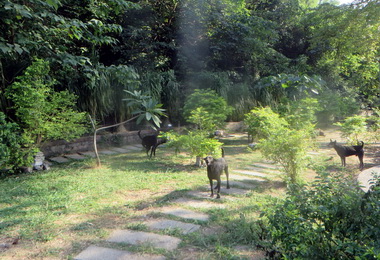 半屏山出現跳蚤 壽管處：民眾應注意(圖)