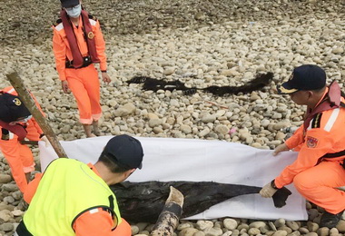 台中海域又見鯨豚擱淺死亡(圖)