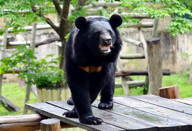 五月尋找台灣黑熊 壽山動物園送機票(圖)