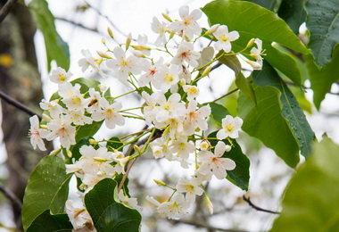 南投桐花季 15日埔里登場(圖)