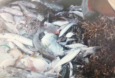 海巡執行護永專案查緝違規船隻(圖)