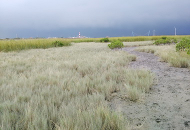 外來種互花米草破壞高美濕地市府：移除(圖)