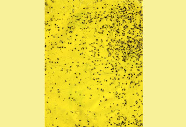 農試所蝴蝶蘭檢疫技術有重大突破(圖)