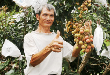 大里旺荔將上市 預估每台斤200元以上(圖)