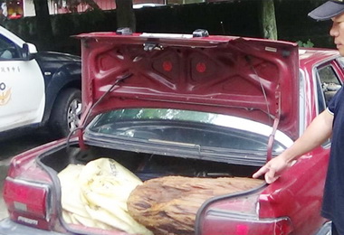 男子冒險溯溪竊珍貴漂流木(圖)