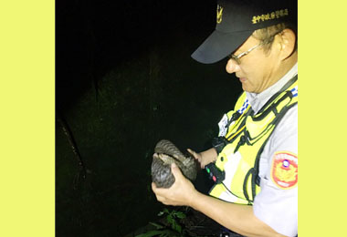 巡邏遇迷途穿山甲寶寶警助野放(圖)