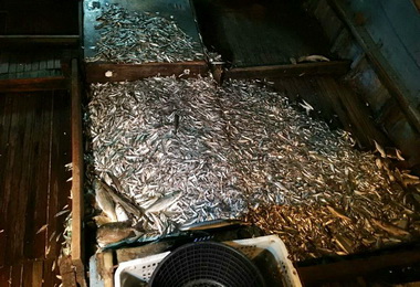 響應世界海洋日高雄海巡落實護永專案(圖)