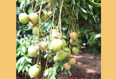 荔枝減產價格高太平農會力拚外銷助荔農(圖)