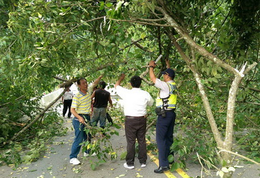 路樹倒塌阻路警民合力排除通車(圖)