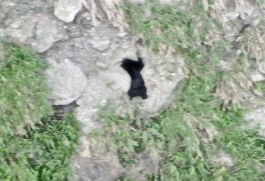 熊現蹤玉山瓦拉米園區 遊客留心(圖)