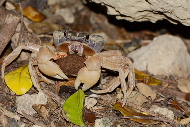 月光下的蟹逅見證蟹媽媽的母愛(圖)