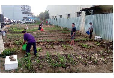 太平「長者快樂農園」散溢田園之樂(圖)