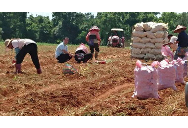 清水警民合作守護清泉崗農產成效佳(圖)