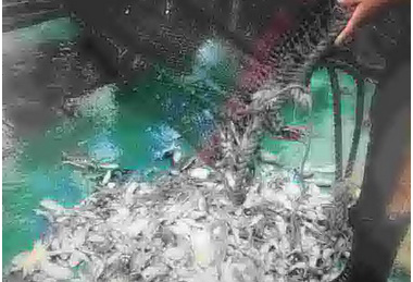 台中海巡隊查獲違規捕魚函送裁罰(圖)