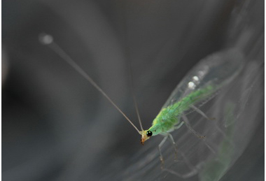 「以蟲治蟲」以取代害蟲防治藥劑(圖)