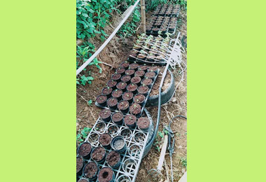 南投地檢署偏鄉掃毒偵破大麻毒品廠(圖)