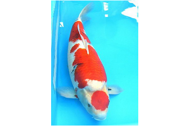 全國錦鯉大賽10/21南投會展中心展開(圖)