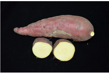 農試所嘉義分所甘藷台農74號 金香(圖)