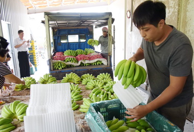 香蕉產量增縣府啟動採購行銷穩蕉價(圖)