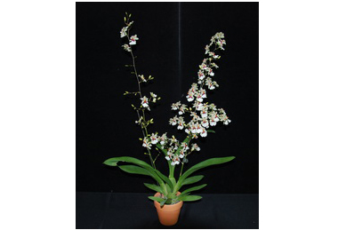 「台農6號星蘋果」市場新寵(圖)