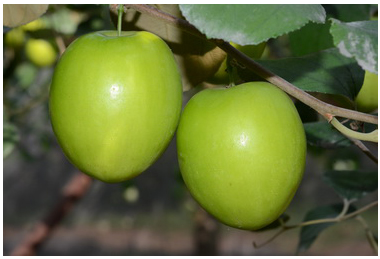 農試所鳳山分所研發成功蜜棗新秀台農12號「水蜜」(圖)