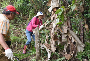 教授回鄉除小花蔓澤蘭致力維護環境(圖)